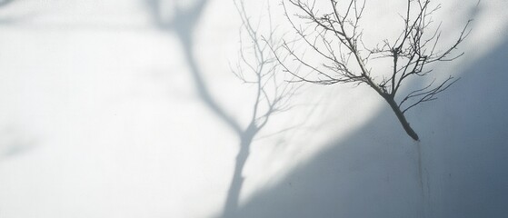 Poster - Minimalist tree branch and shadow on a white textured wall creating a serene and artistic visual mood with natural light and simple elegance