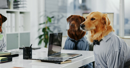 Poster - Dogs, office and animal in meeting by laptop at desk while attentive, listening and intelligent. Golden retriever, pet friendly workplace and technology for comic or funny coworking work environment