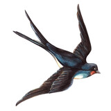 Swallow bird in vintage style. Hand drawn watercolor isolated animal illustration. Perfect for retro postcard, Valentine's day or wedding decoration, spring arrangement, flight signs, romantic cards.