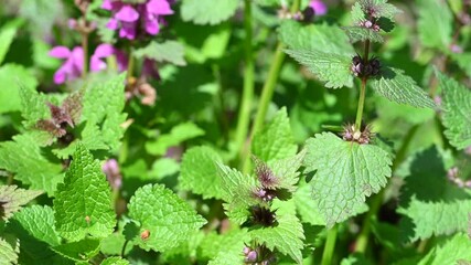 Wall Mural - video of nettle flowers in spring