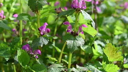Wall Mural - video of nettle flowers in spring