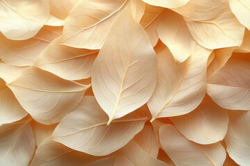 Poster - Many delicate cream-colored leaves arranged in layers creating a soft and textured background