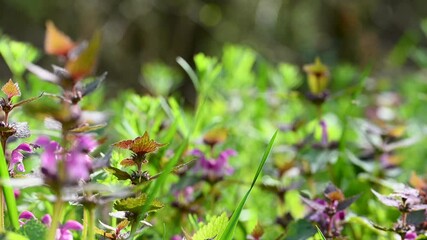 Wall Mural - video of nettle flowers in spring