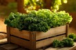 © BabyEyes - Freshly harvested kale and lettuce in a wooden crate.
