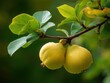 © Majri - Ripe yellow quince fruits hanging on a branch with green leaves, representing autumn harvest and natural sweetness. Perfect for food blogs, recipe illustrations, and healthy eating promotions.