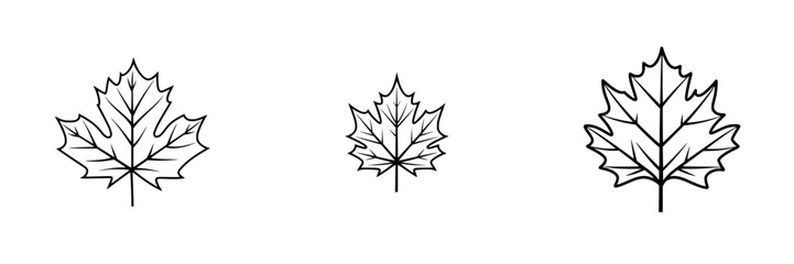 Poster - Vector illustration of three distinct maple leaves in various sizes, showcasing intricate details of leaf veins and shapes