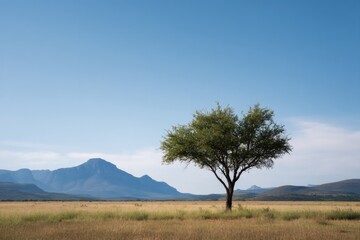 Poster - capture essence of south africa with minimalistic scene featuring solitary acacia tree