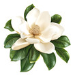 © kima  - realistic magnolia flower in full bloom with creamy white petals and glossy green leaves detailed botanical illustration clip art white background