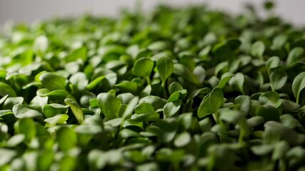 Poster - Lush microgreens carpet a white surface, their vibrant green leaves reaching towards the light, showcasing the vitality and growth of these nutrient packed young plants