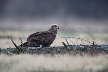 Wall Mural - A marsh harrier behind a broken log in a meadow