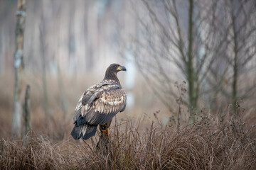 Wall Mural - An eagle on a broken stump in autumn colors
