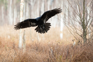 Wall Mural - A raven flying over the dry grass in the marsh