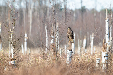 Wall Mural - Beautiful marshland landscape with a bird of prey