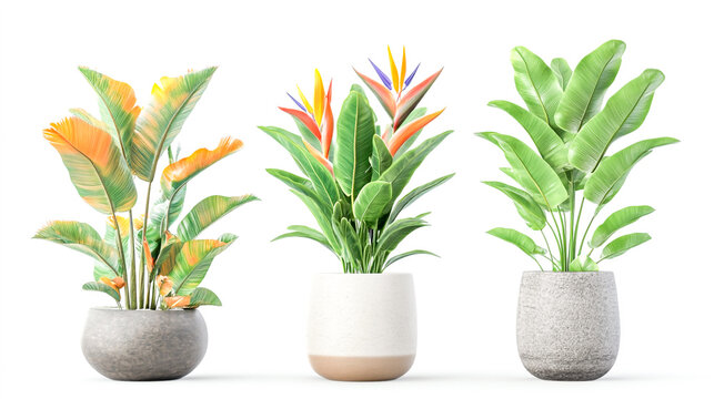 Set of potted Bird of Paradise plants in different styles, isolated on a white background, 3D rendering illustration.