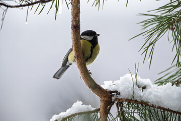 Wall Mural - Great tit on a pine branch with snow