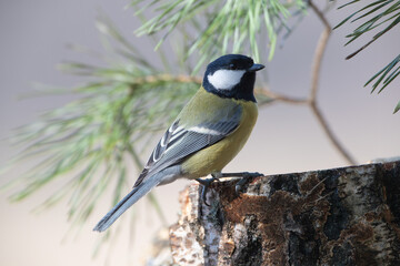 Wall Mural - A titmouse sitting on a tree stump