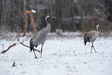 Wall Mural - Two cranes on a winter meadow with a forest in the background
