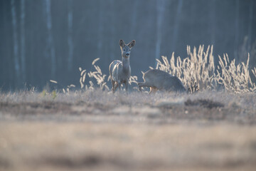 Wall Mural - A watchful looking deer against the background of illuminated grass