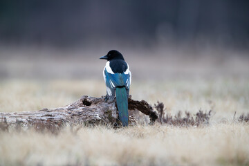 Wall Mural - Beautiful colorful magpie on a log