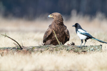 Wall Mural - Eagle and magpie on a log