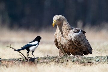 Wall Mural - A white-tailed eagle looking menacingly at a magpie