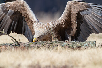 Wall Mural - A large bird of prey with its wings spread