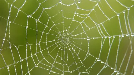 Delicate spiderweb glistening with dewdrops against a vibrant green background, highlighting intricate details and natural beauty.
