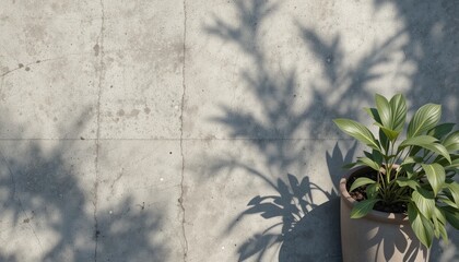 Poster - Shadow play of a potted plant on concrete wall urban environment natural light contemporary aesthetic minimalist view