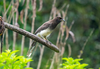 Wall Mural - Perched Brown Jay in a Costa Rican forest.