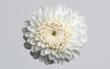 Poster - close-up of a white chrysanthemum flower levitating against a solid white background. the image feat