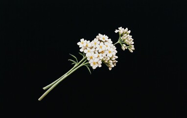 Poster - white yarrow flowers levitate against a stark black background. the image is minimalist and features