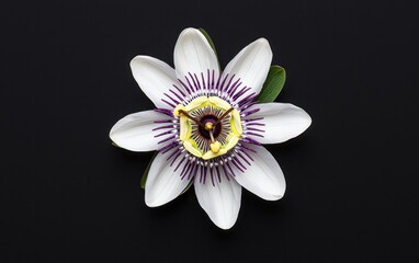 Poster - White passionflower with purple accents levitates against a stark black background. Detailed close-up showcasing intricate flower structure and color contrast. 
