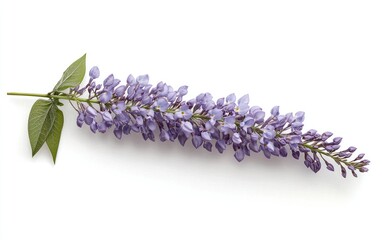 Poster - Lavender-purple wisteria flower sprig levitates on a pristine white background. The image is clean and simple, showcasing the delicate details of the blossoms and leaves. 
