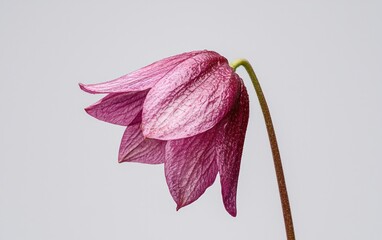 Poster - Close-up of a single bellflower with dew drops, purple petals against a solid white background. The flower is slightly tilted to the side, showcasing its delicate structure and speckled appearance