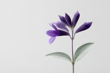Poster - Delicate purple flower with green leaves against a minimalist background in soft light