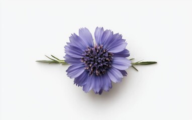 Poster - A single, light purple Scabiosa flower levitates against a clean white background. The image is simple, minimalist, and features a close-up view of the flower's delicate petals and stem. 