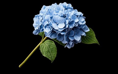 Poster - Blue hydrangea with gold flecks levitates against a stark black background. The image is clean and minimalistic, focusing on the flower's delicate details and vibrant color