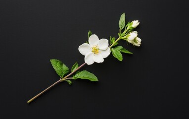 Poster - White flower with green leaves levitates against a stark black background.  Minimalist, high contrast image with a single blossom as the focal point. Clean, simple aesthetic