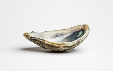 Poster - Abalone shell on white background. Detailed view of an abalone shell, showcasing its iridescent interior and textured exterior. The image is clean and simple, highlighting the natural beauty of the