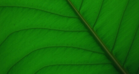green leaf texture