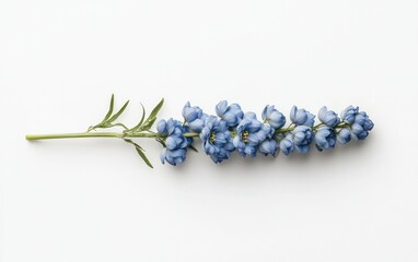 Poster - Single delphinium flower stem with light blue blossoms, arranged horizontally on a solid white background.  Clean, simple image with studio lighting