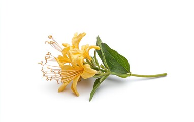 Poster - Honeysuckle flower with yellow petals and green leaves levitates on a solid white background. The image is well-lit, showcasing the flower's delicate details