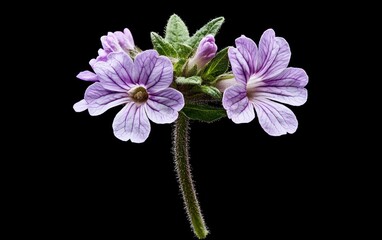 Poster - Levitation photography of pale purple flowers with dark purple speckles against a stark black background.  The delicate flowers appear to float, creating an ethereal and minimalist image. 