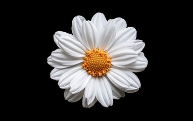 Poster - White daisy with a yellow center, levitating against a stark black background.  The image is sharply focused, showcasing the flower's delicate details