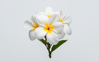 Poster - Vibrant yellow Gazania flower with dark accents, levitating against a solid light-grey background.  The image is sharply focused, showcasing the flower's details and texture