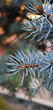 © ImagiNature - Blue pine tree branch closeup macro nature wallpaper background