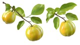 Macro Garcinia atroviridis fruit fresh leaf stem natural organic sour tropical herb culinary picture