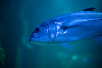 Wall Mural - Caranx underwater in an aquarium. Caranx close-up. 