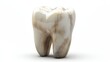 © Ceyhun - A tooth model representing a perfect, healthy molar, isolated on a clean white background