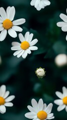 Poster - Bright Daisies Bloom Amidst Lush Green Foliage, Creating a Vibrant Tapestry of Nature's Beauty and Freshness in a Tranquil Setting